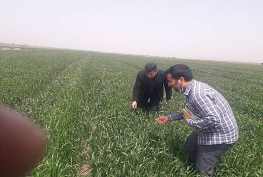 بازدید کارشناسان فنی جهت نرم گیری سن غلات از مزارع شهرستان تاکستان
