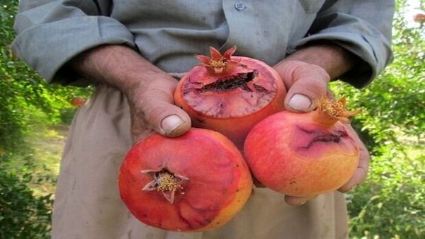۲۵‌هزار هکتار از باغ های اصفهان در تنش خشکی