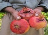 ۲۵‌هزار هکتار از باغ های اصفهان در تنش خشکی
