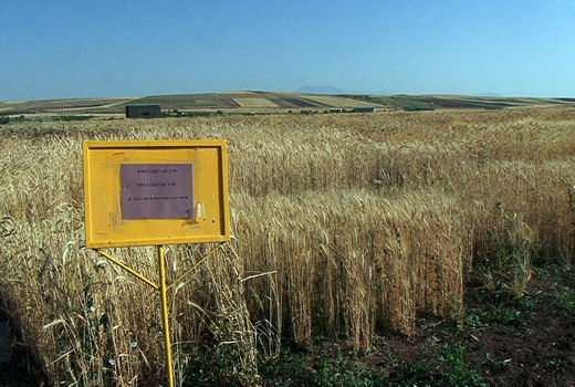  معرفی ۶ رقم جدید محصولات دیم در کشور