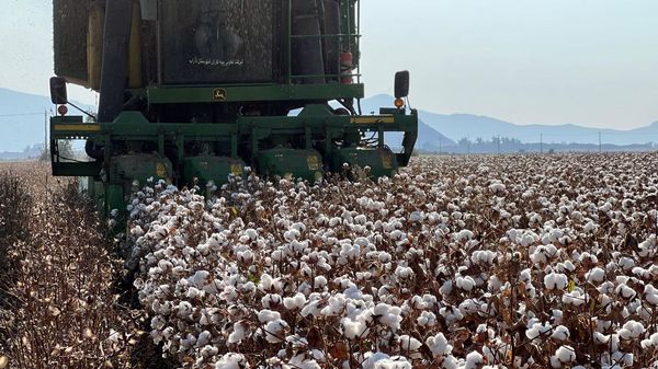 تولید 12 هزار تن وش پنبه در داراب