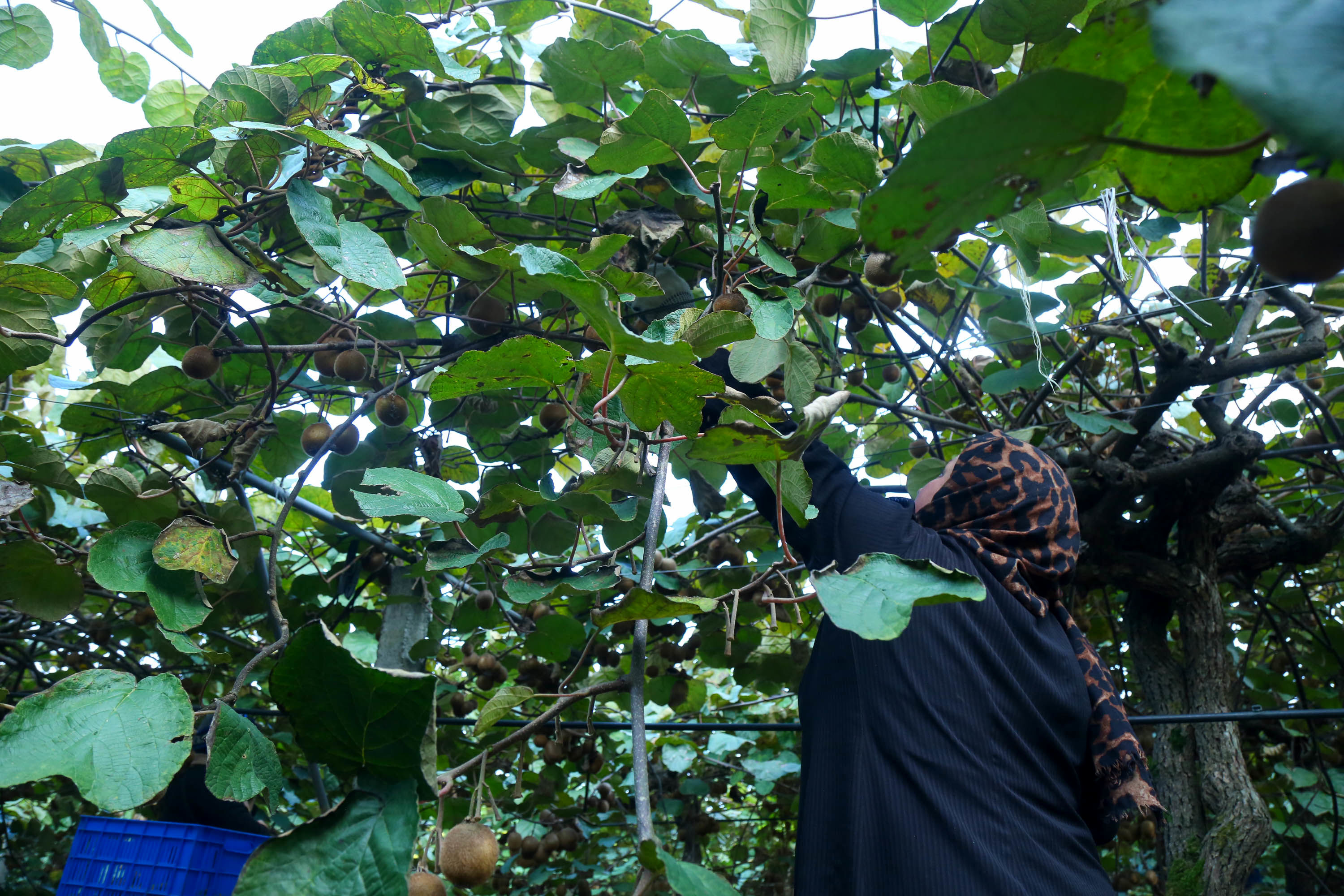  میوه ای شگفت انگیز به نام کیوی 