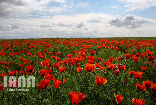 دشت لاله روستای فشک 