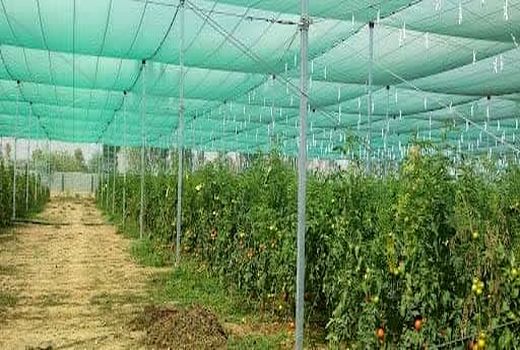 توسعه گلخانه‌های فارس با مشارکت مردم و حمایت جهاد کشاورزی