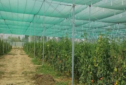 توسعه گلخانه‌های فارس با مشارکت مردم و حمایت جهاد کشاورزی