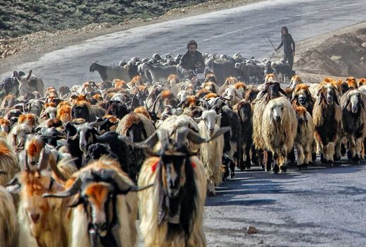 نیاز 28 میلیون دام سبک عشایری به تعلیف دستی در میان بندها