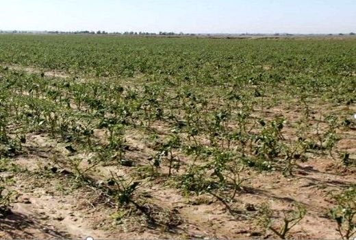 پرداخت بیش از ۱۲ میلیارد ریال غرامت سیل به کشاورزان شیروان