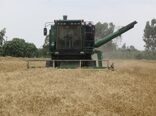 خرید تضمینی 31 هزار تن گندم از کشاورزان بهشهری