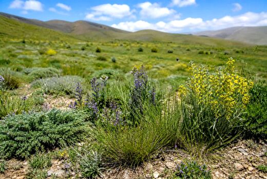 گونه‌های غیرخوراکی، عامل کلیدی در پایداری و حفاظت از مراتع