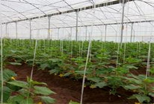 برگزاری کلاس آموزشی مدیریت آفات و بیماریهای محصولات گلخانه ای در مرکز آموزش کشاورزی کرمان