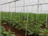 برگزاری کلاس آموزشی مدیریت آفات و بیماریهای محصولات گلخانه ای در مرکز آموزش کشاورزی کرمان