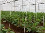 برگزاری کلاس آموزشی مدیریت آفات و بیماریهای محصولات گلخانه ای در مرکز آموزش کشاورزی کرمان