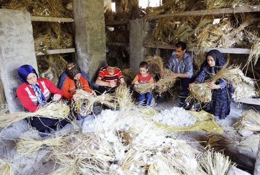 توسعه نوغانداری در نوار ساحلی جنوب کشور 