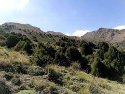 دام‌ها باید از سالوک اسفراین خارج شوند
