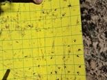  بهترین زمان طلایی مبارزه با آفت چوبخوار پسته فرا رسید