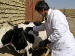 فاز دوم واکسیناسیون تب برفکی دام سنگین در شهربابک آغاز شد