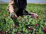 کارآفرینی با شکوفایی صنعت کشت و فرآوری گیاهان دارویی