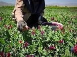 کارآفرینی با شکوفایی صنعت کشت و فرآوری گیاهان دارویی