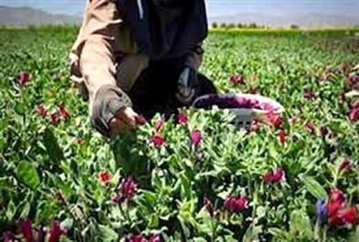کارآفرینی با شکوفایی صنعت کشت و فرآوری گیاهان دارویی