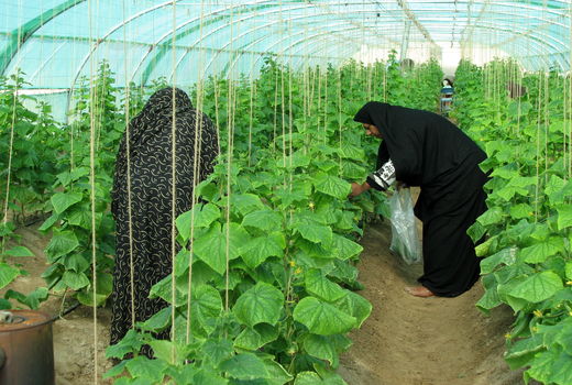240 میلیارد ریال در بخش کشاورزی شهرستان سراوان سرمایه گذاری شد