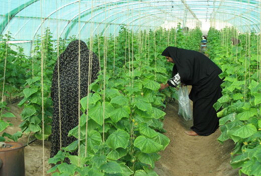 240 میلیارد ریال در بخش کشاورزی شهرستان سراوان سرمایه گذاری شد