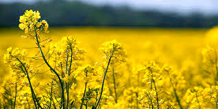 برداشت کلزا در بخش شهداد شهرستان کرمان