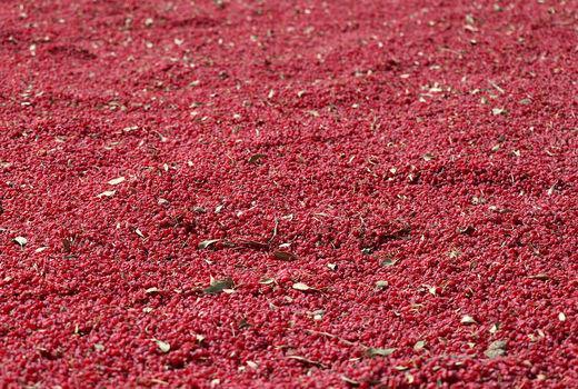 برداشت زرشک در خراسان جنوبی