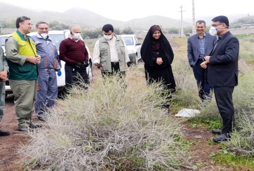 بازدید رییس سازمان جهادکشاورزی استان قزوین از کانون های مبارزه با ملخ مراکشی در بخش طارم سفلی