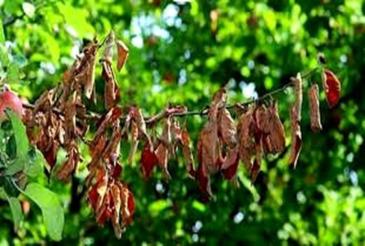 مشاهده بیماری آتشک در باغ‌های خراسان شمالی