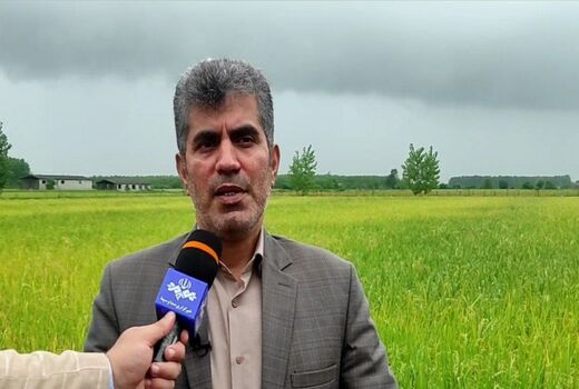 آغاز برداشت مکانیزه برنج در گیلان