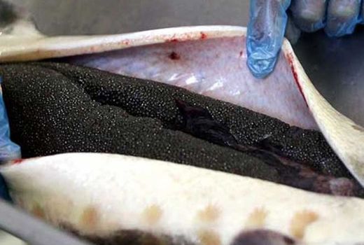 تولید 1.5 میلیون دلار خاویار در فارس