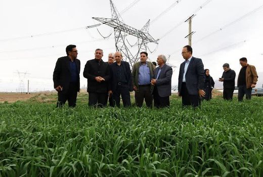 شفیعی خواستار مراقبت جدی کشاورزان از مزارع گندم و کلزا در برابر آفات و بیماری‌ها شد