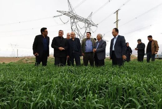 شفیعی خواستار مراقبت جدی کشاورزان از مزارع گندم و کلزا در برابر آفات و بیماری‌ها شد