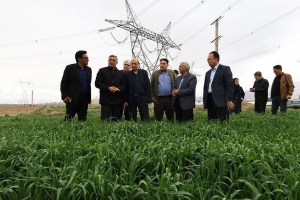 شفیعی خواستار مراقبت جدی کشاورزان از مزارع گندم و کلزا در برابر آفات و بیماری‌ها شد
