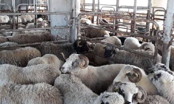 ممنوعیت عرضه دام زنده از آذربایجان‌غربی تصویب شد