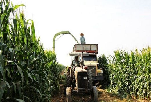 آغاز برداشت ذرت علوفه‌ای در شهرستان فریدن