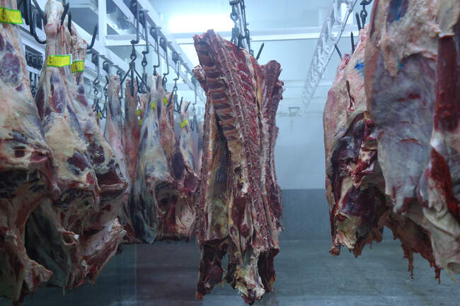 تور رسانه ای به مناسبت هفته دامپزشکی 