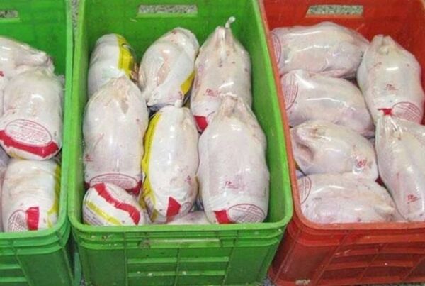 صدور مجوز خرید تضمینی 500 تن گوشت مرغ منجمد مازاد واحدهای تولیدی در آذربایجان غربی 