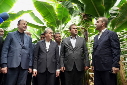 تولید محصولات استوایی در جلفا با بهره برداری کامل از پروژه گوزل طبیعت ارس