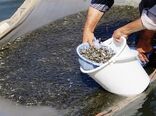 مراکز تخصصی برای بازسازی ذخایر آبزیان احداث شوند/ پاسخ شیلات به تغییر اقلیم، آلودگی و صید بی‌رویه


