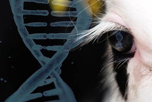 توزیع مواد ژنتیکی 6 راس گاو برتر دنیا از نیمه دوم مردادماه