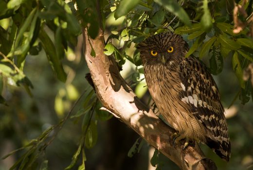 تصویربرداری از سه جغد ماهی‌خوار کمیاب  در کهگیلویه‌وبویراحمد