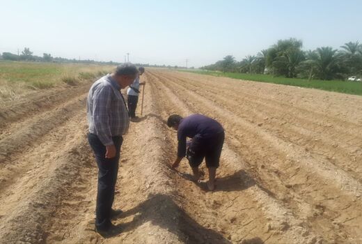 کشت چای ترش برای نخستین بار در هندیجان