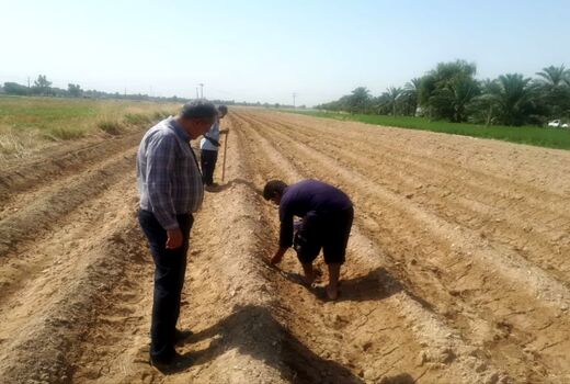 کشت چای ترش برای نخستین بار در هندیجان
