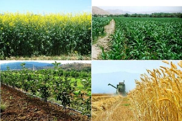 ۹۴هزار هکتار از اراضی زراعی استان به شیوه کشاورزی حفاظتی زیر کشت رفته است