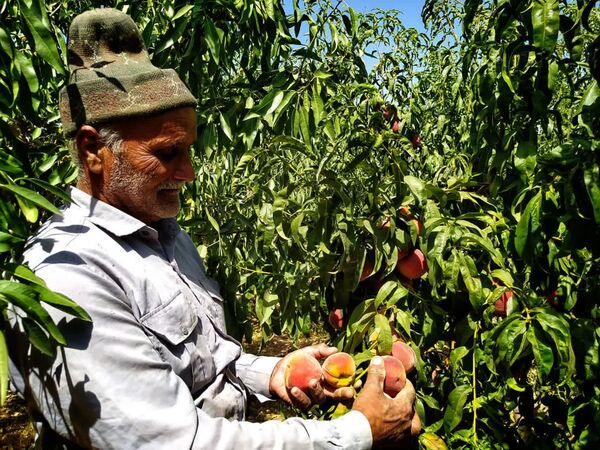 آغاز برداشت هلو از باغات شهرستان سامان، نگین سبز چهارمحال و بختیاری