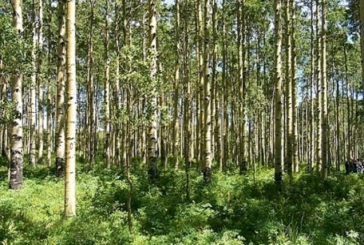 توزیع نهال برای توسعه زراعت چوب در خراسان شمالی 