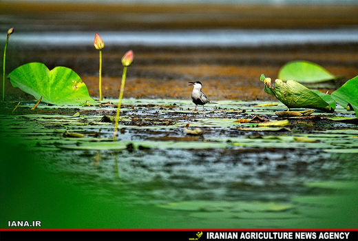 اکوسیستم تابستانی تالاب انزلی