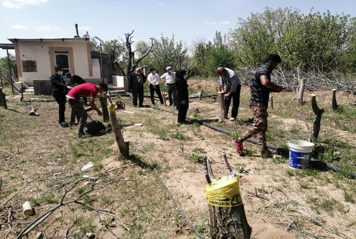 اجرای عملیات پیوند سرشاخه درختان گردو برای افزایش کیفیت محصولات