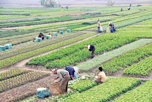 استان اصفهان؛ طلایه‌دار تولید در کشاورزی کشور